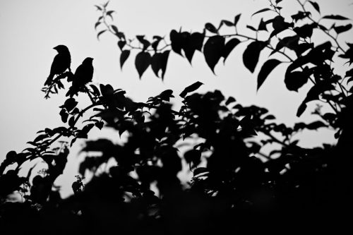 ©Nick Teague
